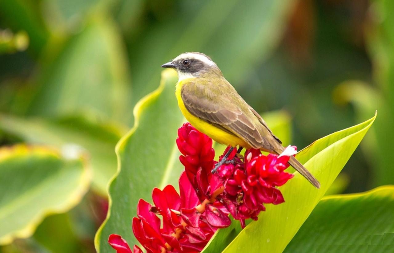 Morada BemTeVi Hotel Sao Jose dos Campos Bagian luar foto